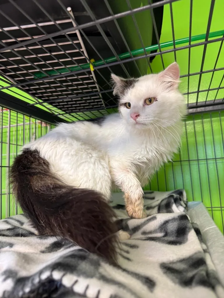 An adult medium-sized male Domestic Medium Hair cat named Worksite for adoption in Johnson City, TN