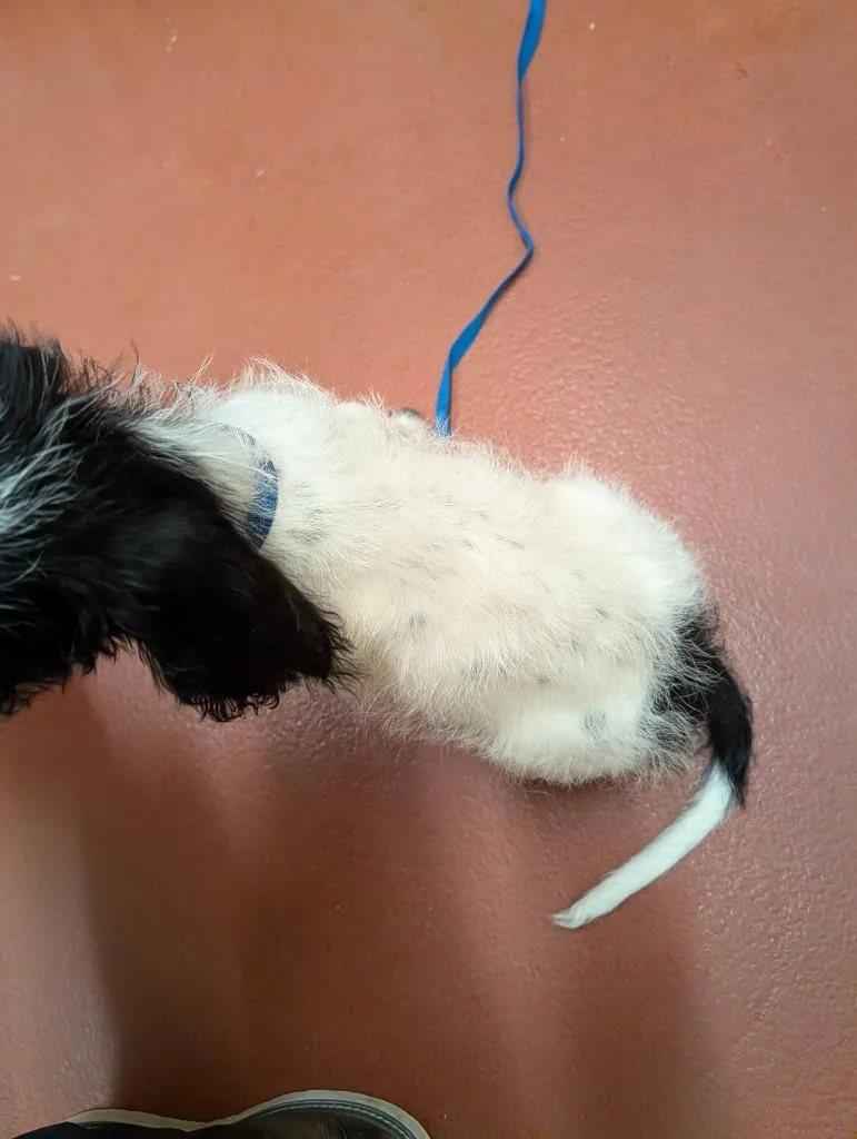 A baby small-sized female Mixed Breed dog named Shion for adoption in Douglasville, GA