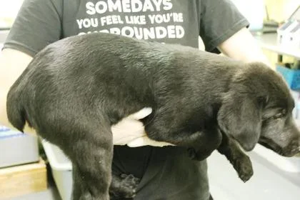 A baby medium-sized male Labrador Retriever dog named Fizz for adoption in Picayune, MS