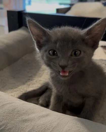 A baby medium-sized male Gray / Blue / Silver Domestic Short Hair cat named Ziti for adoption in Edmond, OK