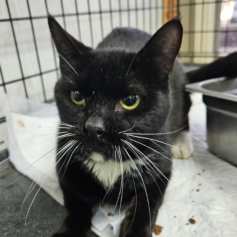A young small-sized male Black Domestic Short Hair cat named Sweeper for adoption in Hattiesburg, MS