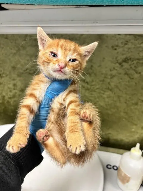 A baby small-sized male Domestic Short Hair cat named Nissan for adoption in Riverside, CA