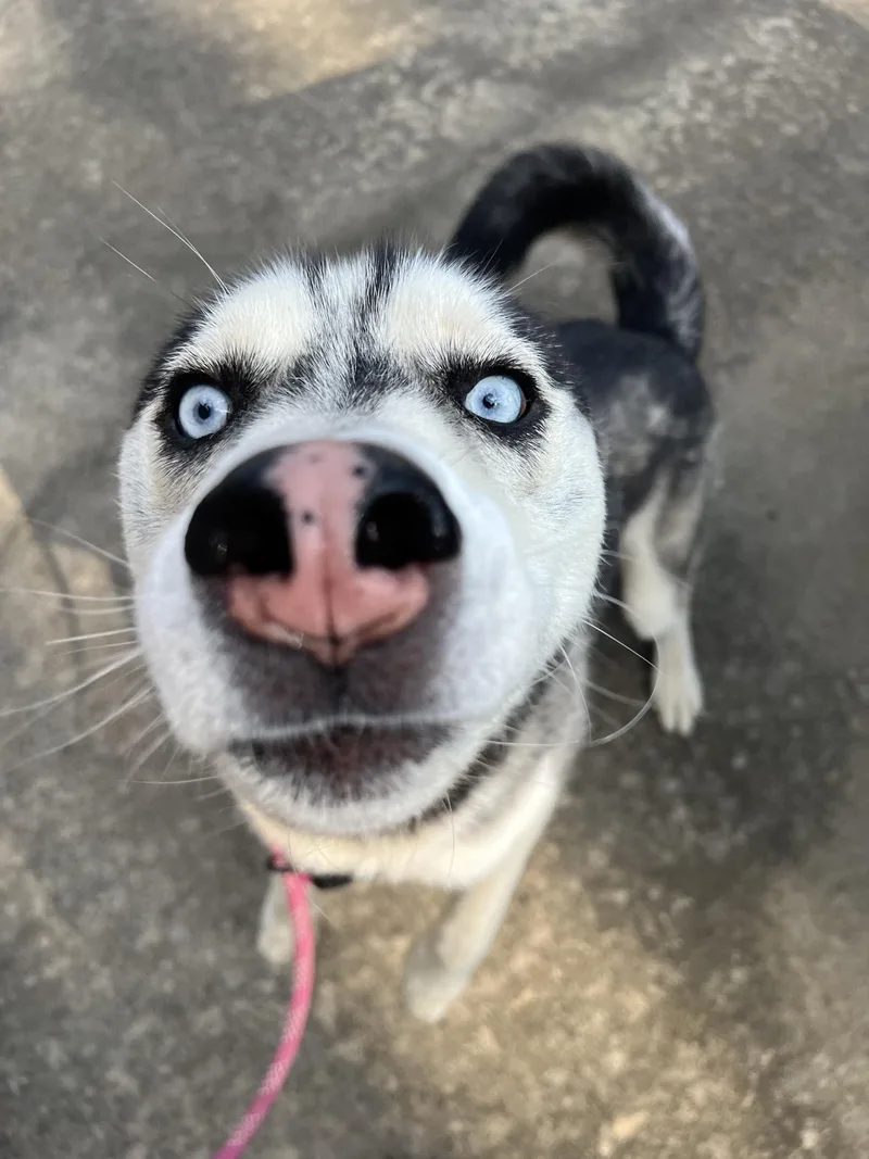 A young medium-sized male Siberian Husky dog named Spud for adoption in Zimmerman, MN
