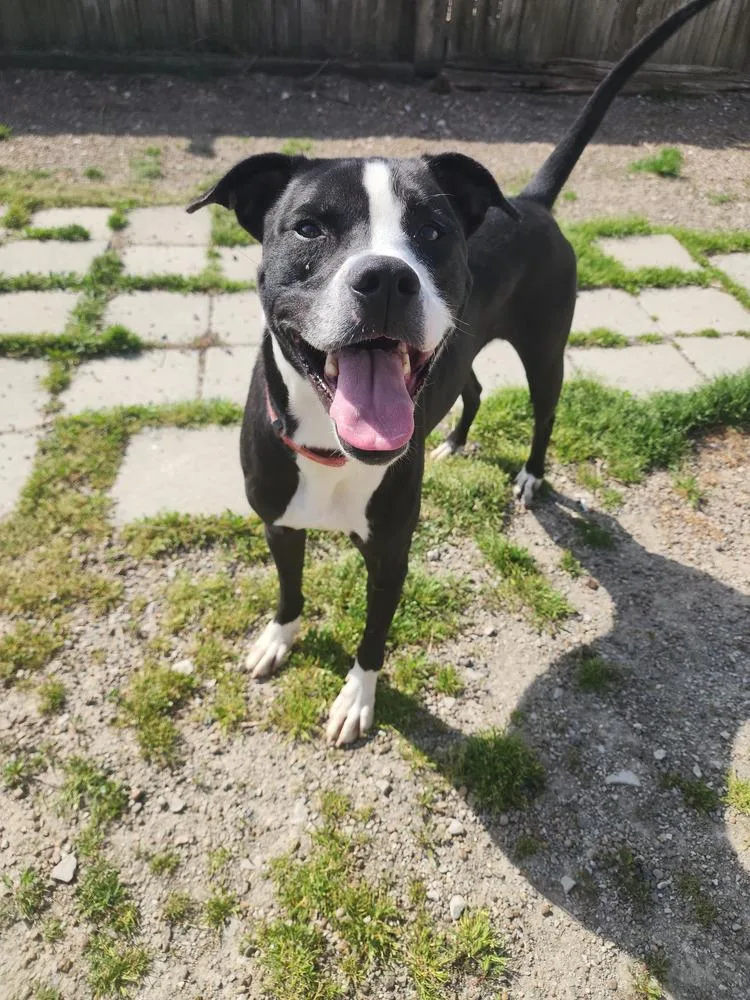 An adult medium-sized male Tricolor (Brown, Black, & White) Pit Bull Terrier dog named Poseidon for adoption in Evansville, IN