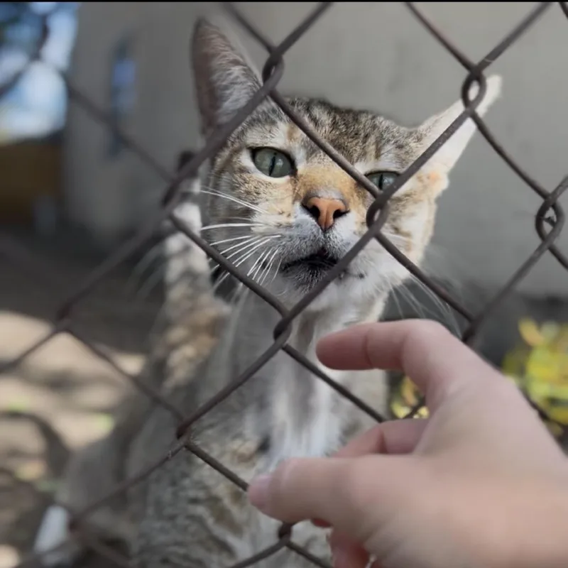 A senior small-sized male Brown / Chocolate Domestic Short Hair cat named Wyatt for adoption in Pacific Palisades, CA