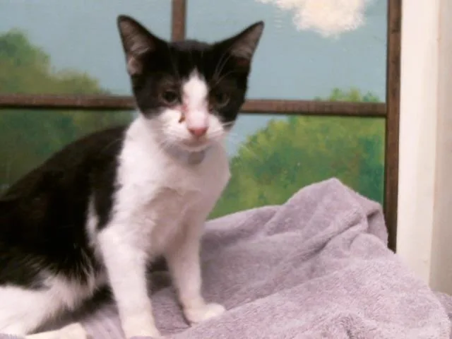 A baby small-sized male Domestic Short Hair cat named Conan for adoption in Houston, TX