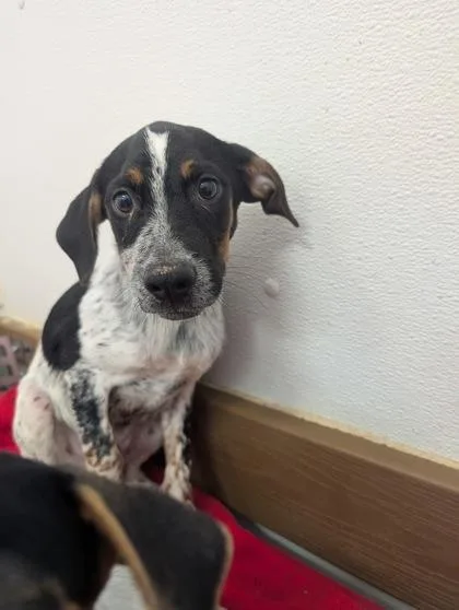 A baby small-sized male Rat Terrier dog named Dipper for adoption in Divide, CO