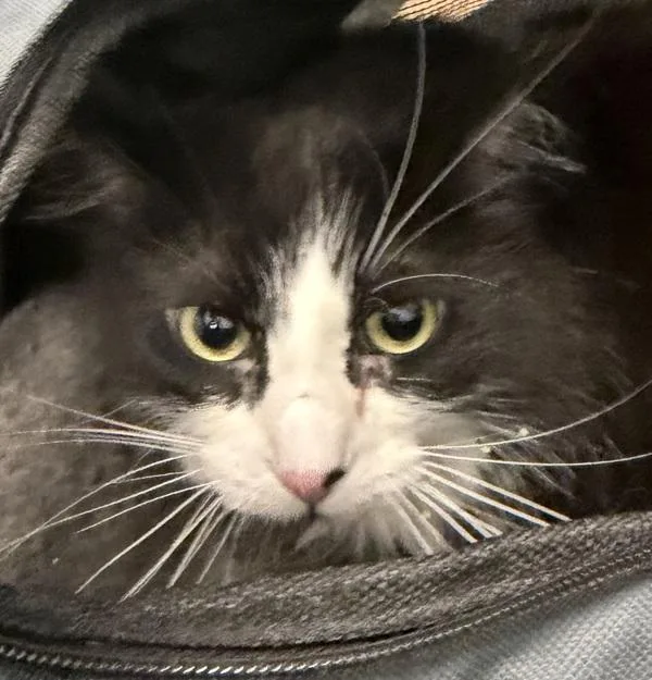 An adult medium-sized female Domestic Short Hair cat named Pink for adoption in San Diego, CA