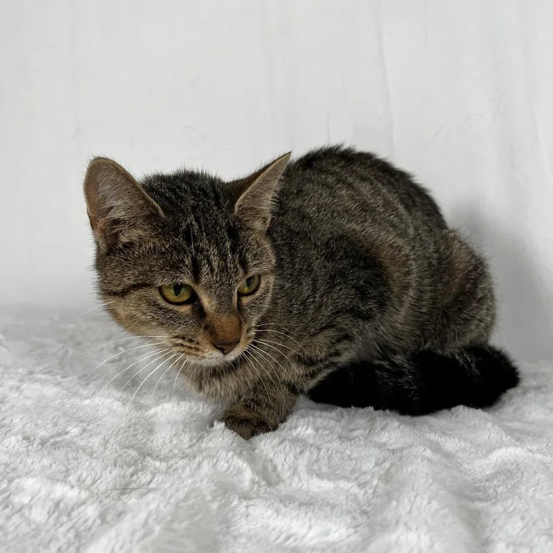 A young medium-sized female Brown / Chocolate Domestic Short Hair cat named Tallulah for adoption in Johnson City, TN