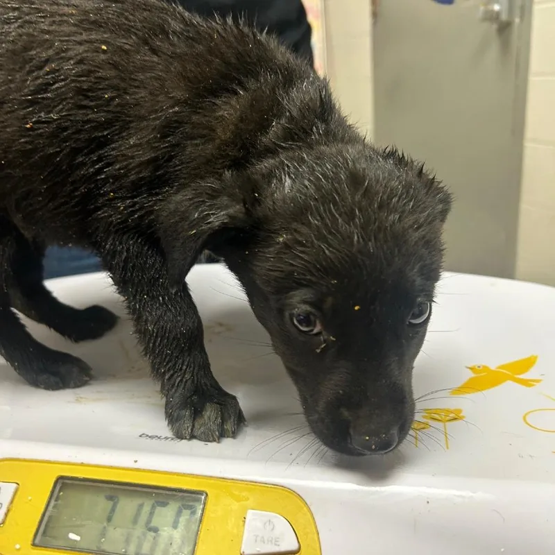 A baby small-sized female Black Labrador Retriever dog named Jess for adoption in Lufkin, TX