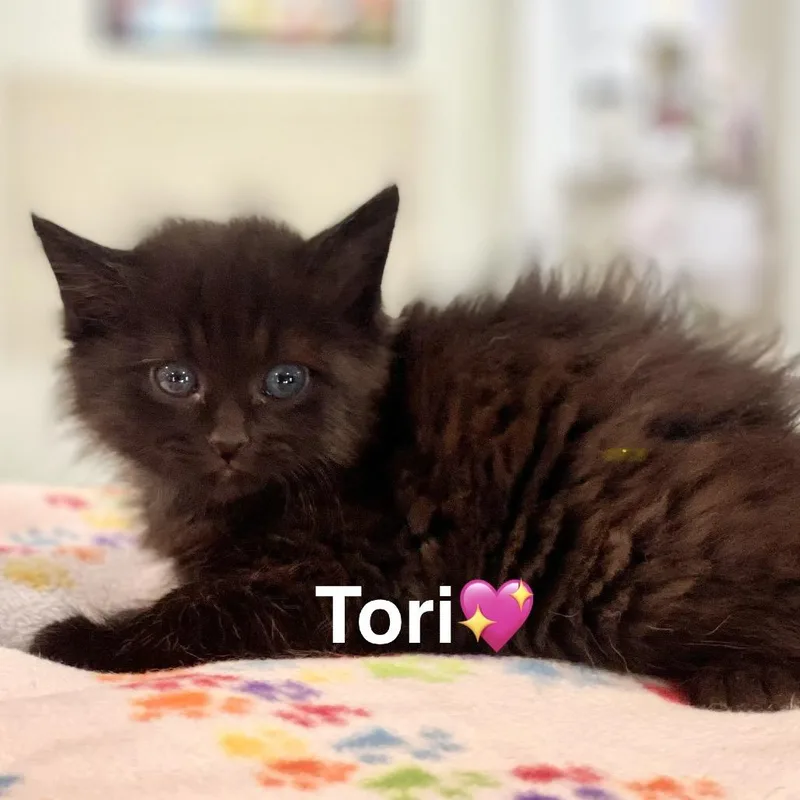 A baby small-sized female Black Domestic Medium Hair cat named Tori for adoption in Peachtree City, GA
