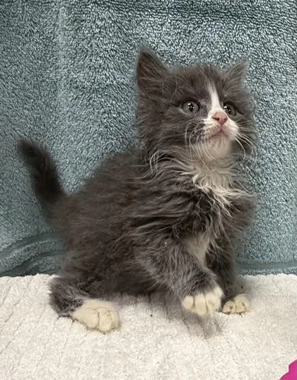A baby small-sized male Domestic Long Hair cat named Slate for adoption in Wilkesboro, NC