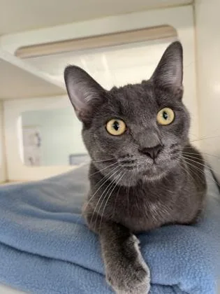 An adult medium-sized male Domestic Short Hair cat named Dexter for adoption in Columbus, IN