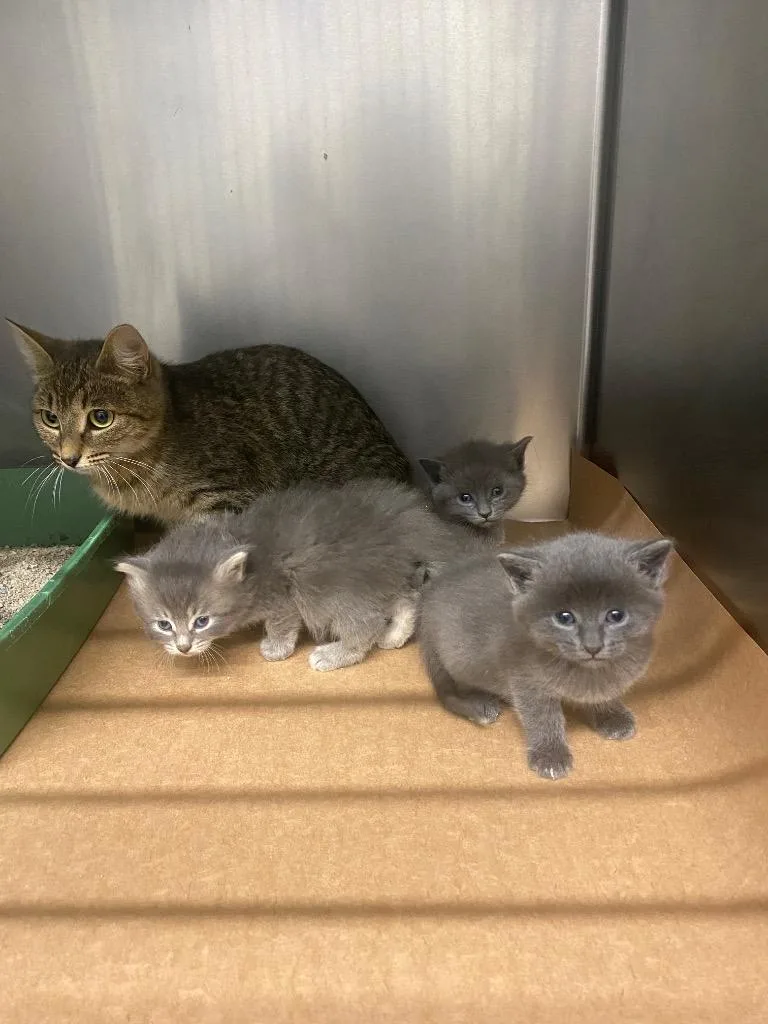 A baby small-sized male Domestic Short Hair cat named Motley for adoption in Cartersville , GA