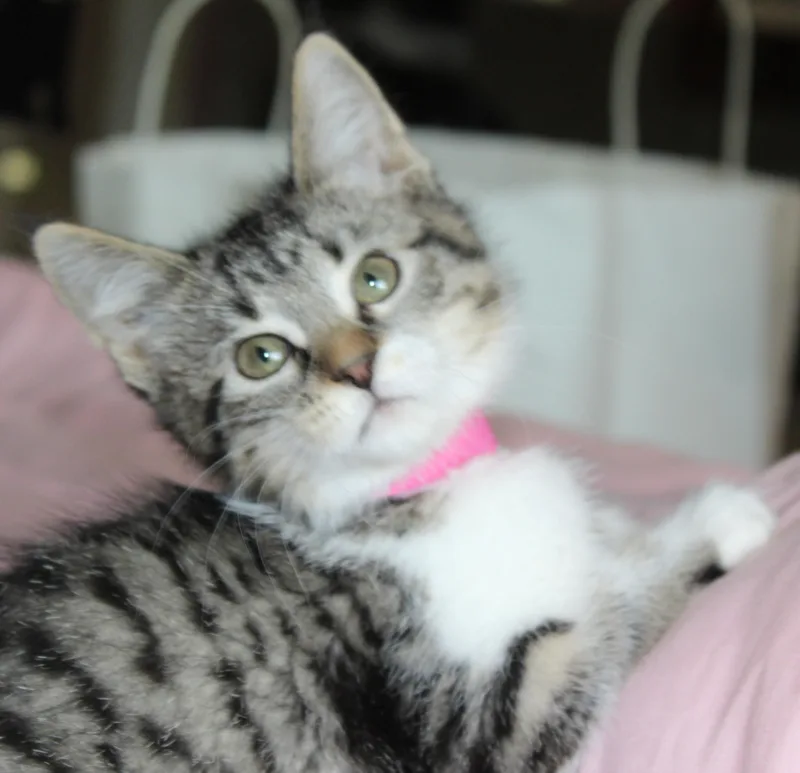 A baby medium-sized female Tabby (Tiger Striped) Domestic Short Hair cat named Mandy for adoption in Huron, SD