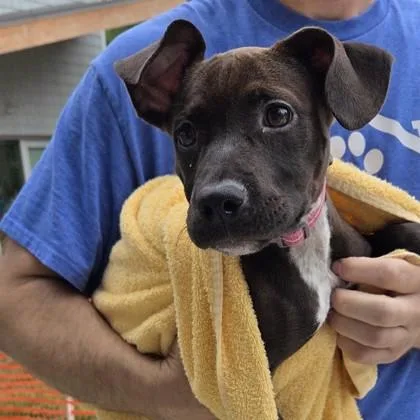 A baby medium-sized female Labrador Retriever dog named CoCo Bean for adoption in Voorhees, NJ