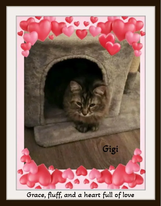 Gigi: Elegance  Fluff thumbnail 2