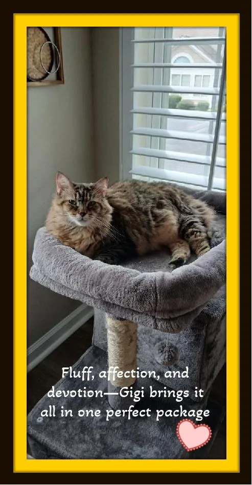 Gigi: Elegance  Fluff thumbnail 5