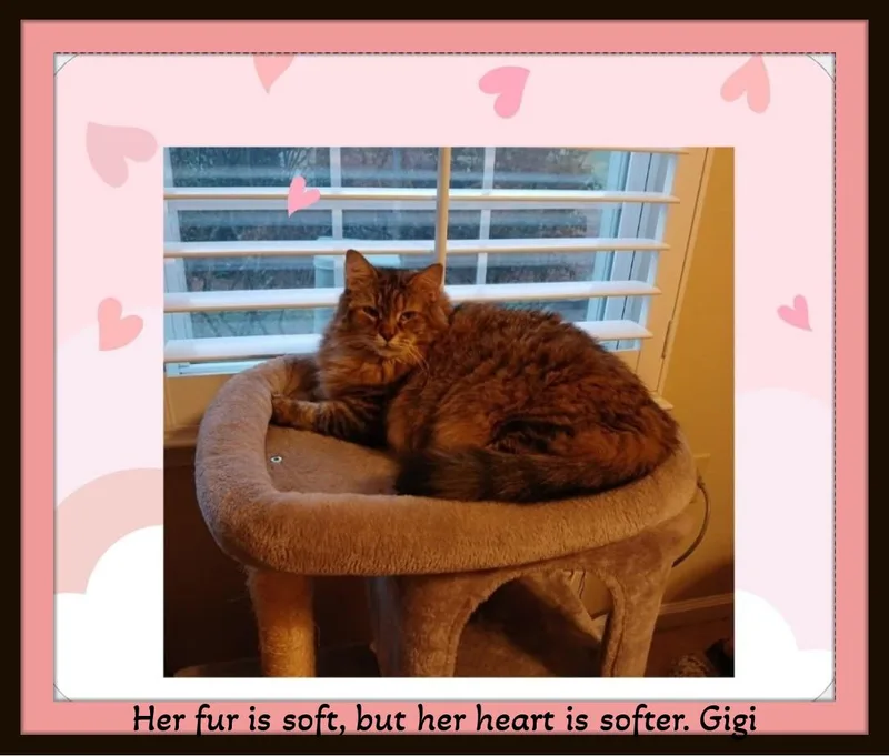 An adult large-sized female Tabby (Brown / Chocolate) Norwegian Forest Cat cat named Gigi: Elegance  Fluff for adoption in Winston Salem, NC