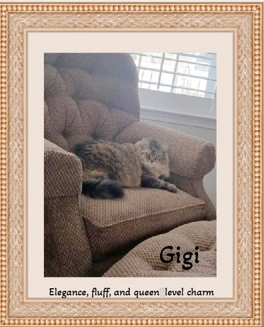 Gigi: Elegance  Fluff thumbnail 6