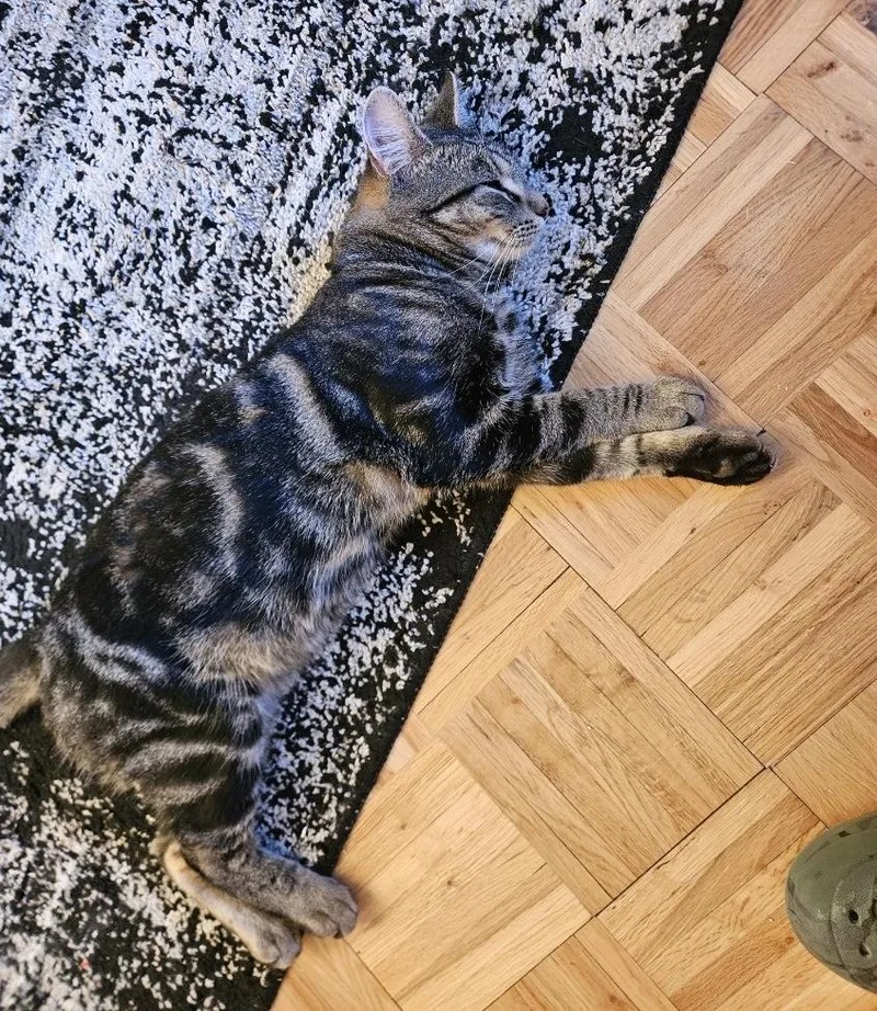 A young medium-sized male Tabby (Gray / Blue / Silver) Tabby cat named Benny for adoption in Churchville, PA
