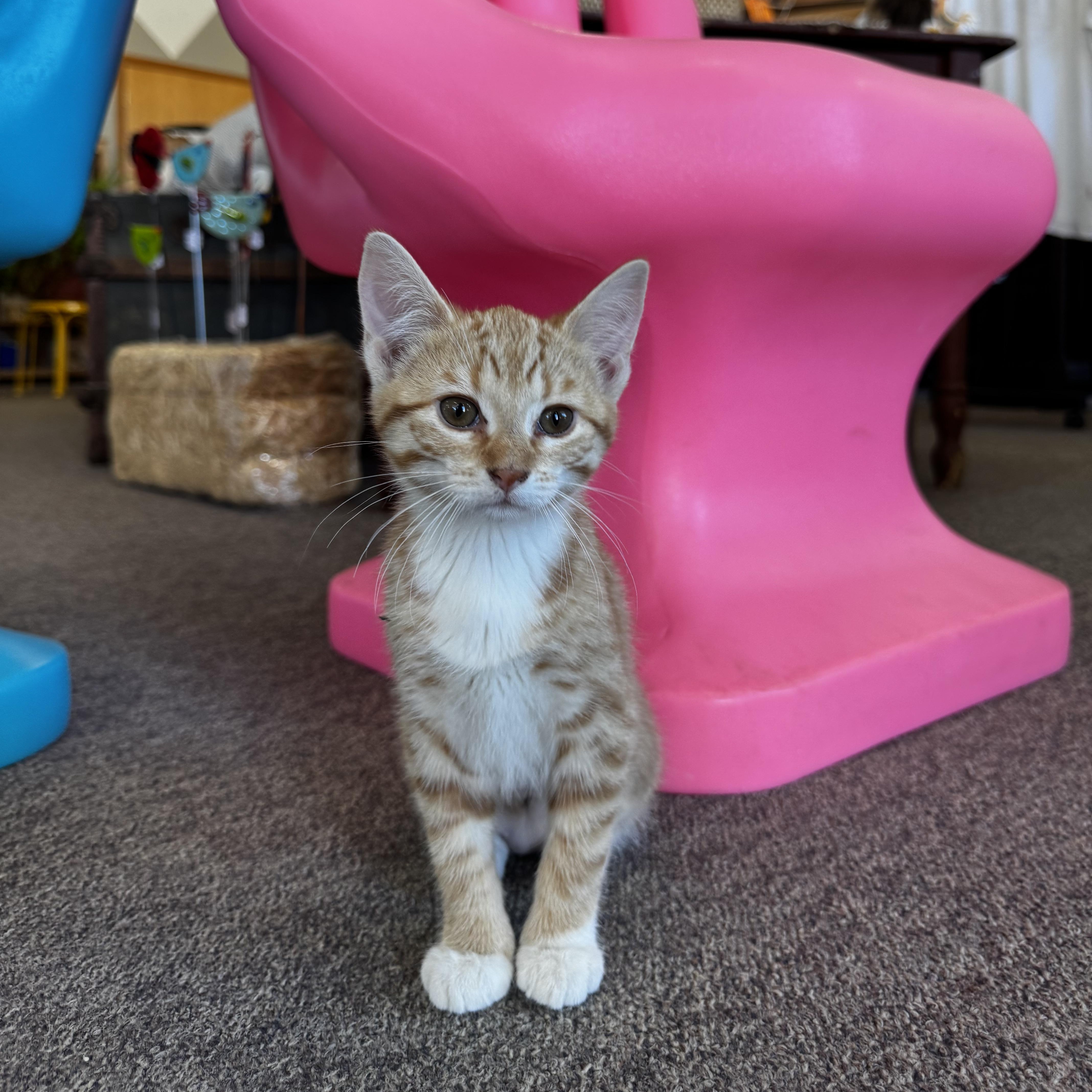 A baby medium-sized female Tabby (Orange / Red) Domestic Short Hair cat named Aclysm for adoption in Owatonna, MN
