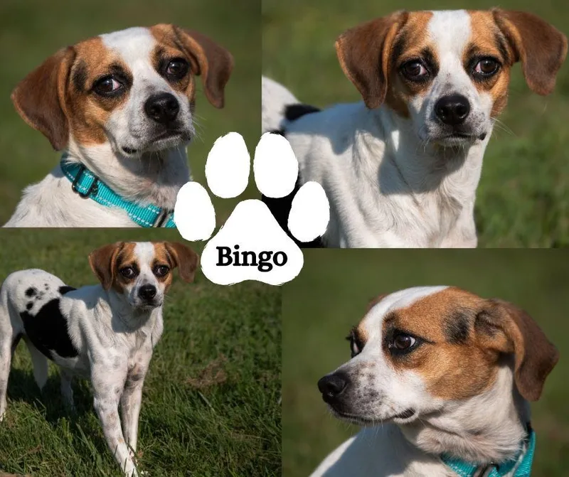 Bingo