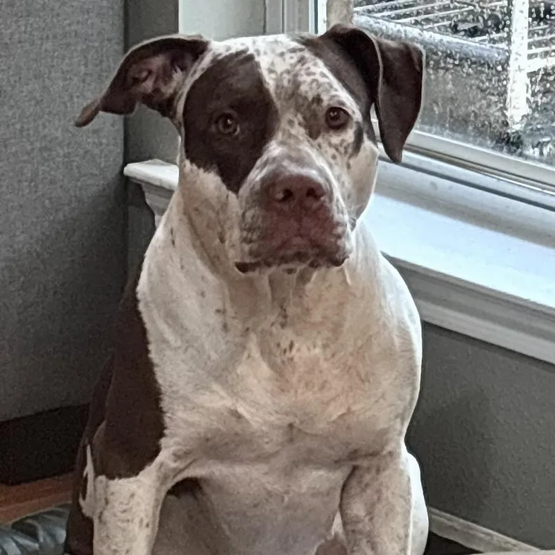 An adult large-sized female Brown / Chocolate Pointer dog named Dolly for adoption in Liverpool, TX