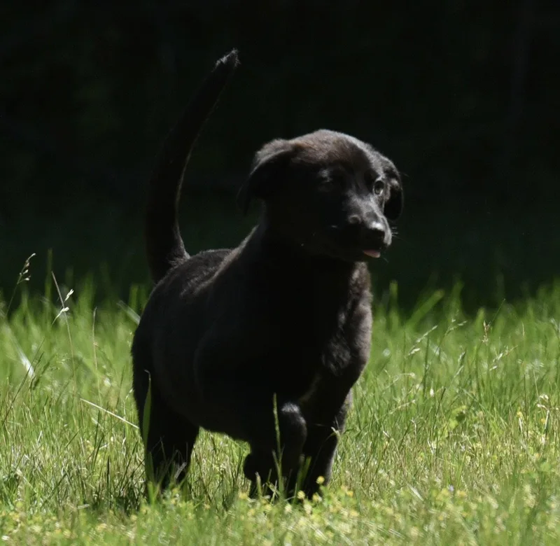 A baby large-sized female Labrador Retriever dog named Naya for adoption in Mechanicsburg, PA