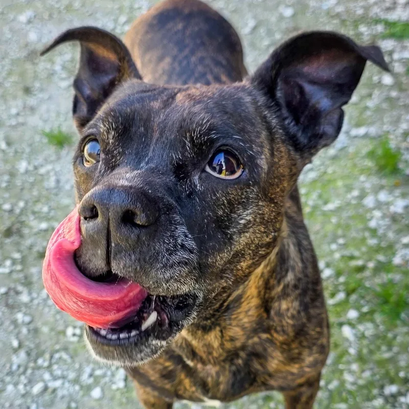 A senior medium-sized female Brindle Terrier dog named Athena for adoption in Gainesville, TX
