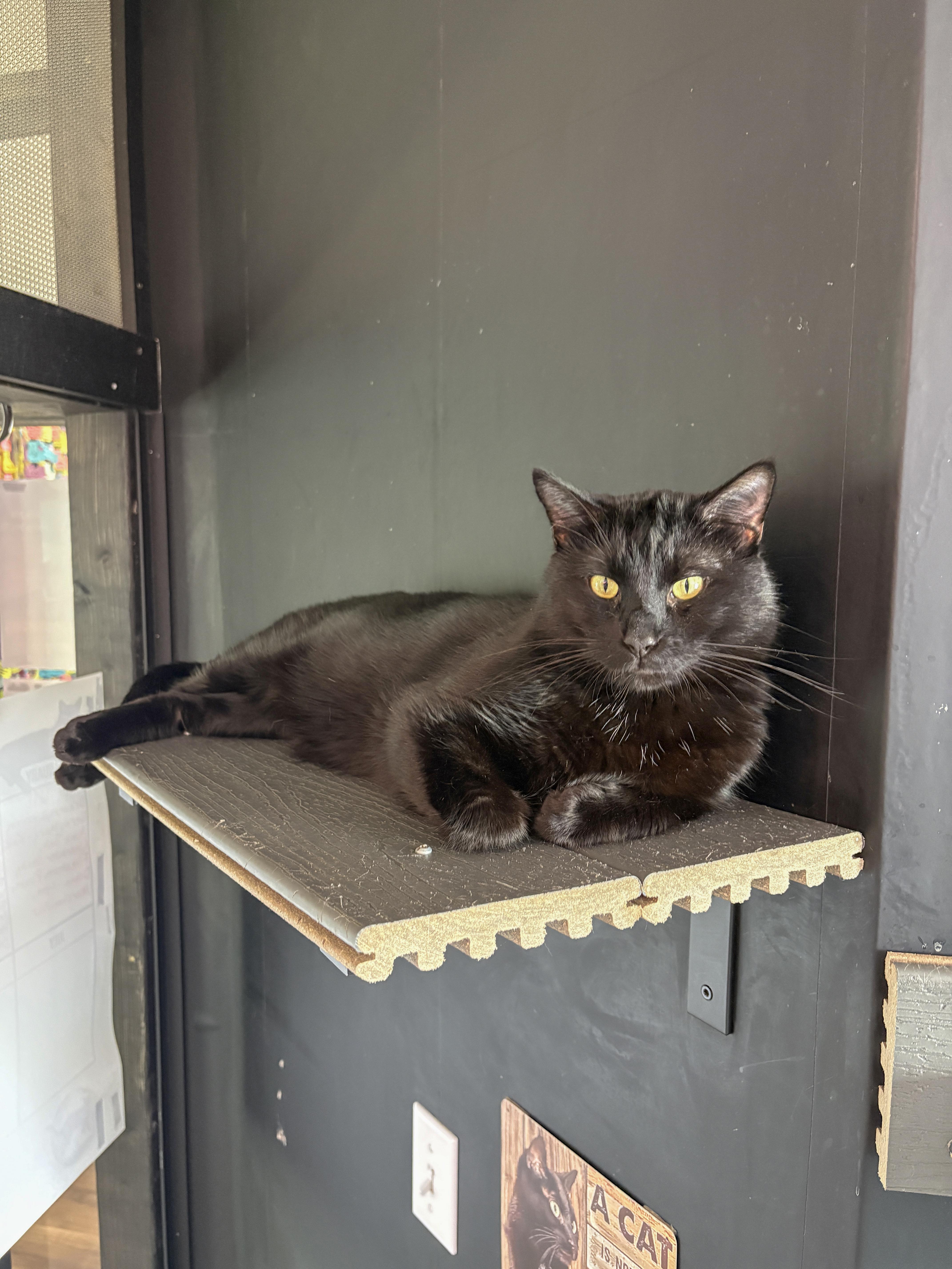 A young medium-sized male Black Domestic Short Hair cat named Moon for adoption in Asheville, NC