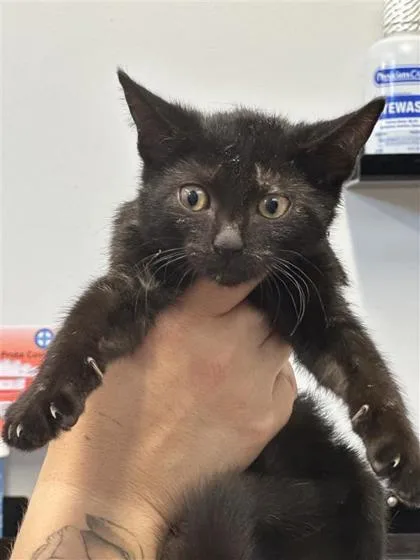 A baby small-sized female Domestic Short Hair cat named Kiwi for adoption in West Chester, PA