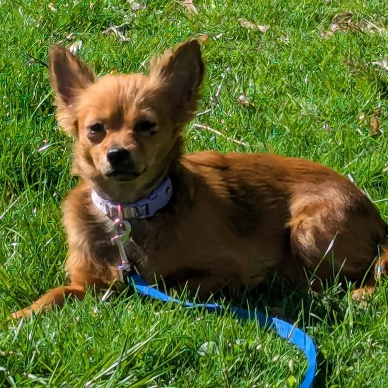 An adult small-sized female Yellow / Tan / Blond / Fawn Mixed Breed dog named Ginger for adoption in Fairport, NY