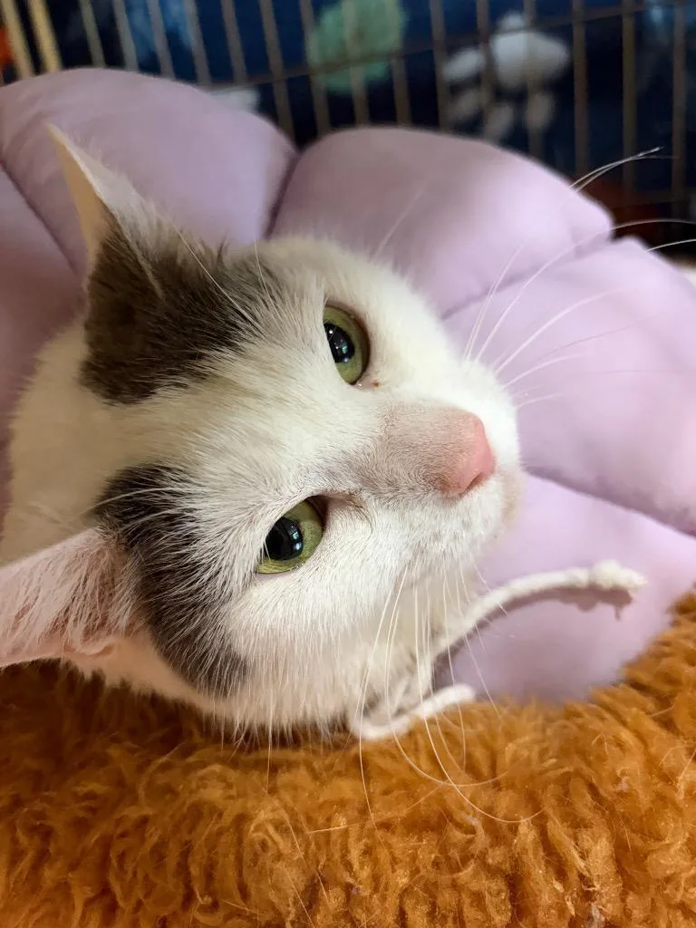An adult medium-sized female Domestic Short Hair cat named Meows for adoption in Wintersville, OH