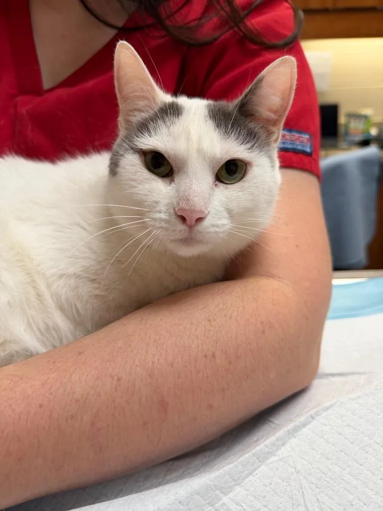 Meows thumbnail 2