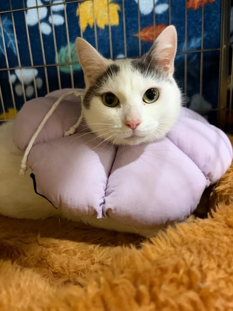 Meows thumbnail 3