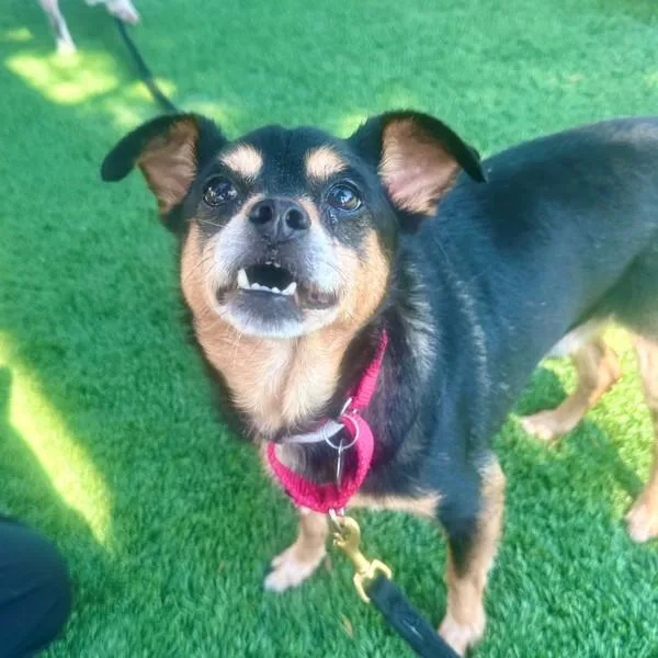 A senior small-sized male Miniature Pinscher dog named Invierno for adoption in Walnut Creek, CA