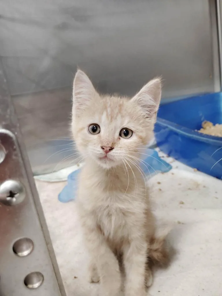 A baby small-sized male Domestic Short Hair cat named Yukon for adoption in Republic, MO