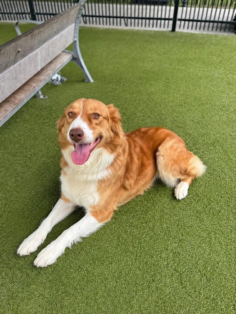 A young medium-sized female Australian Shepherd dog named Ginger for adoption in Dallas, TX