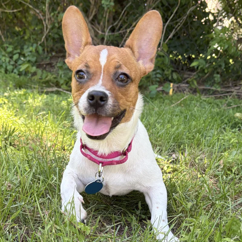 A baby small-sized female White / Cream Rat Terrier dog named Babygirl for adoption in Brooklyn, NY