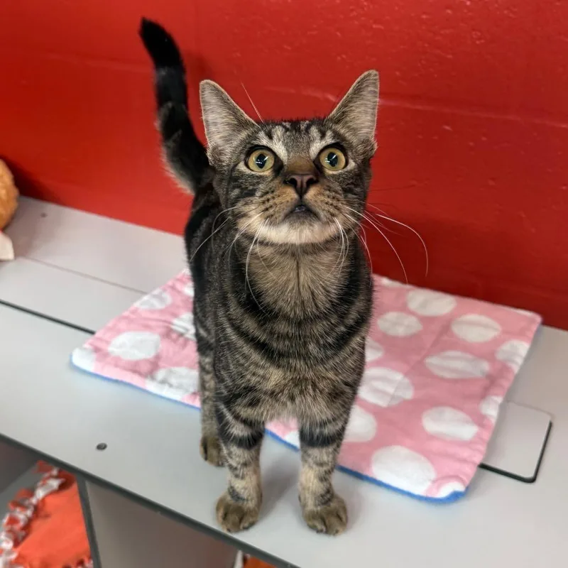 A young medium-sized male Domestic Short Hair cat named Woody for adoption in Sarasota, FL