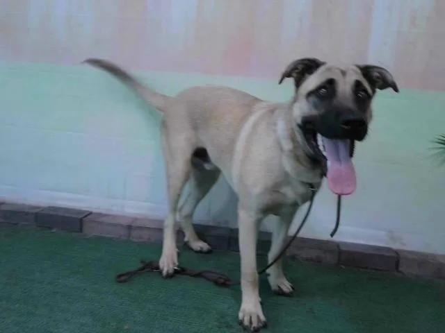 A young medium-sized male German Shepherd Dog dog named Zeus for adoption in Baldwin Park, CA