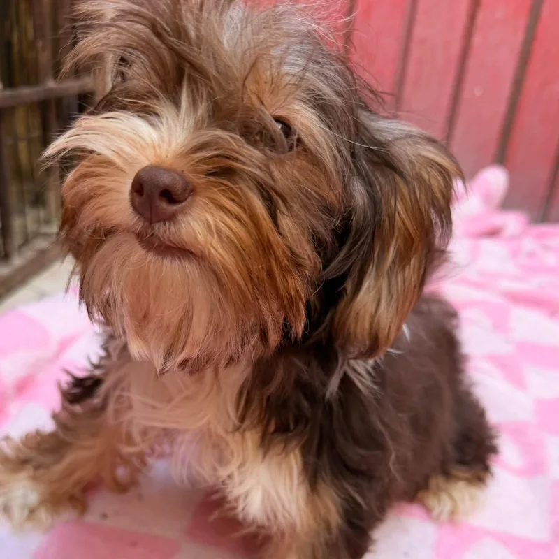 A baby small-sized female Brown / Chocolate Yorkshire Terrier dog named Mika for adoption in Rancho Santa Fe, CA