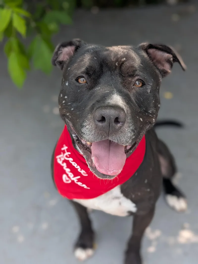 An adult large-sized male Black Pit Bull Terrier dog named Atlas for adoption in Plainfield, NJ