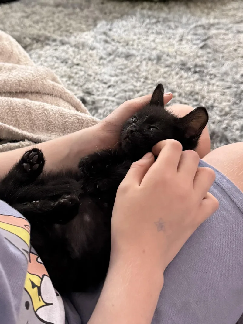 Taro thumbnail 2