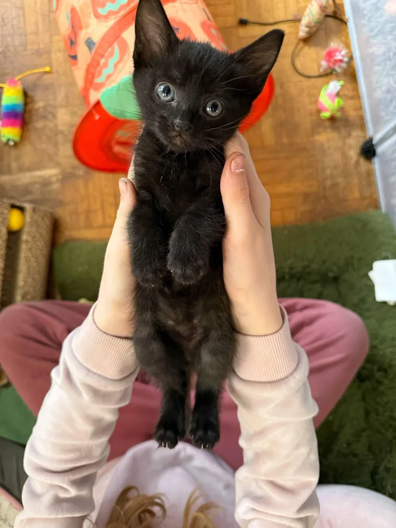 Taro thumbnail 3