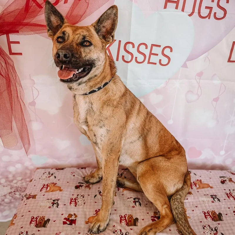 An adult medium-sized female Yellow / Tan / Blond / Fawn Belgian Shepherd / Malinois dog named Clover for adoption in Austin, TX