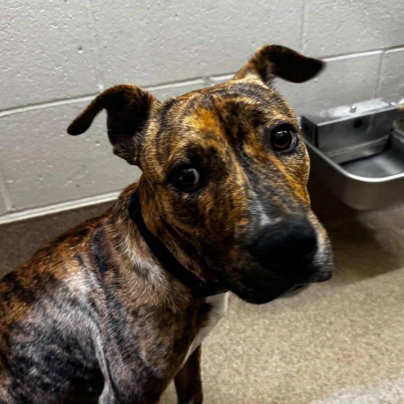 A young medium-sized male Brindle Plott Hound dog named Cypress for adoption in Hinesville, GA