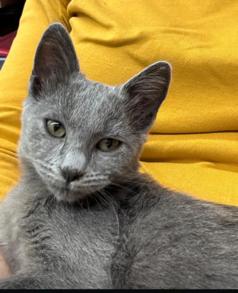 A baby medium-sized female Domestic Medium Hair cat named Rhiannon for adoption in San Pedro, CA