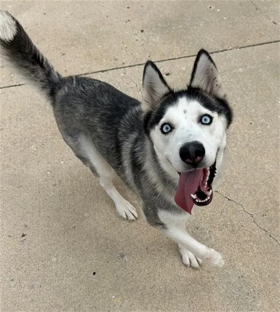 A young large-sized female Siberian Husky dog named Azule for adoption in Geneva, IL